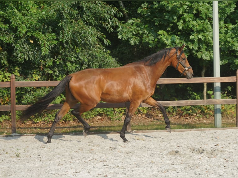 KWPN Klacz 3 lat 173 cm Gniada in Bergen L