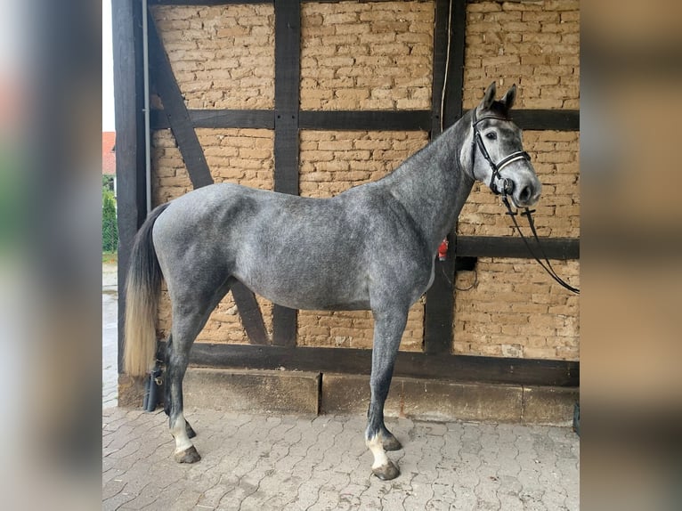 KWPN Klacz 3 lat 173 cm Siwa in Elze