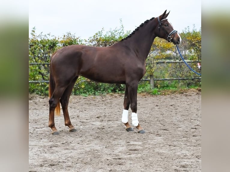 KWPN Klacz 3 lat 177 cm Ciemnokasztanowata in Prinsenbeek