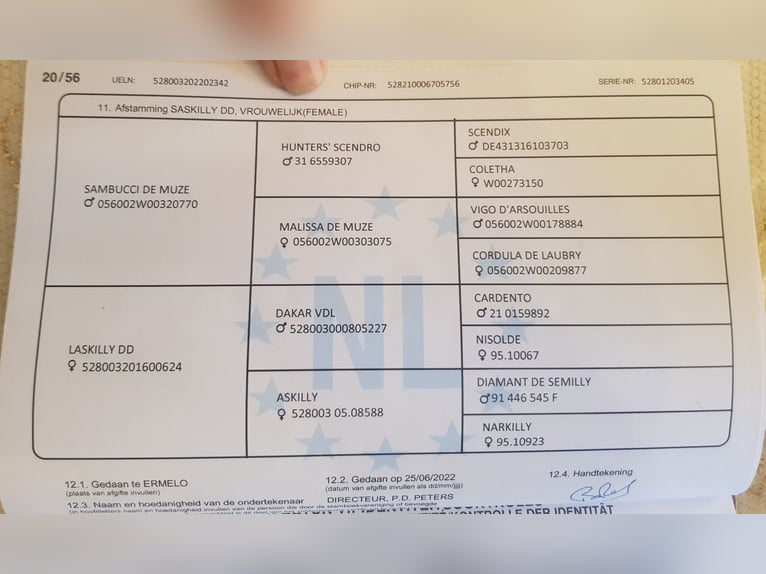 KWPN Klacz 3 lat in B&#xE9;k&#xE9;scsaba