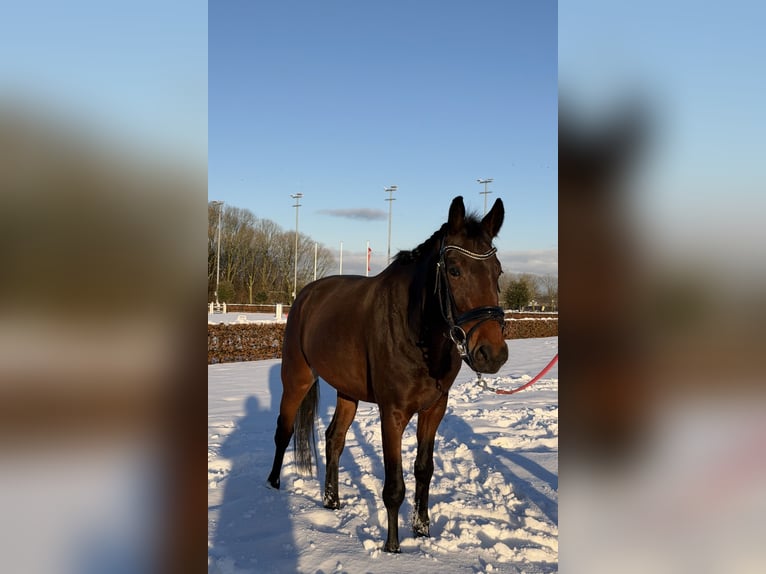 KWPN Klacz 4 lat 153 cm Ciemnogniada in Houten