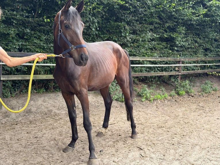 KWPN Klacz 4 lat 158 cm Ciemnogniada in Borculo