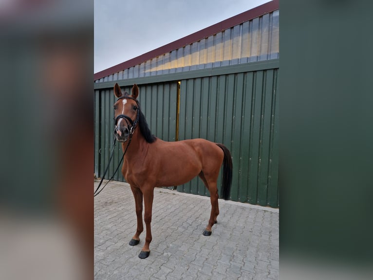 KWPN Klacz 4 lat 160 cm Ciemnokasztanowata in Bürstadt KWPN Klacz 4 lat 160 cm Ciemnokasztanowata in Bürstadt