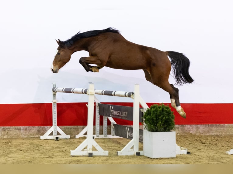 KWPN Klacz 4 lat 160 cm  in Waddinxveen