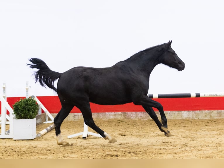 KWPN Klacz 4 lat 161 cm Kara in Waddinxveen