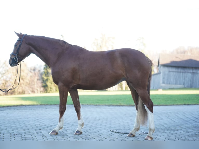 KWPN Klacz 4 lat 162 cm Kasztanowata in Lengdorf