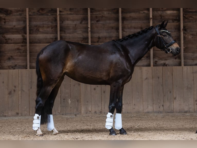KWPN Klacz 4 lat 162 cm Skarogniada in Daarlerveen