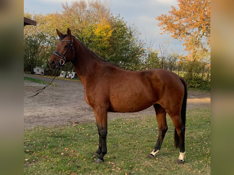 KWPN Klacz 4 lat 164 cm Gniada in Hepstedt