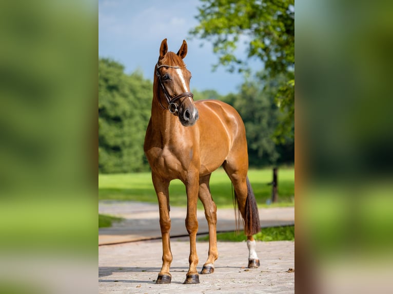 KWPN Klacz 4 lat 164 cm Kasztanowata in Groningen