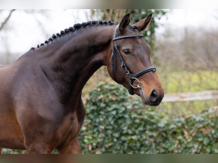 KWPN Klacz 4 lat 164 cm  in Heerde