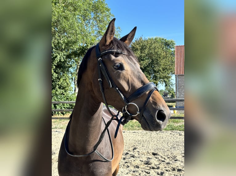 KWPN Klacz 4 lat 165 cm Ciemnogniada in Hengstdijk