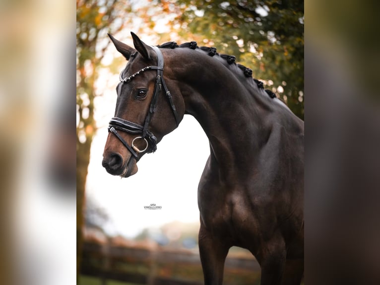 KWPN Klacz 4 lat 165 cm Ciemnogniada in Heemskerk