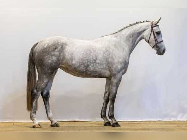 KWPN Klacz 4 lat 165 cm Grullo in Waddinxveen