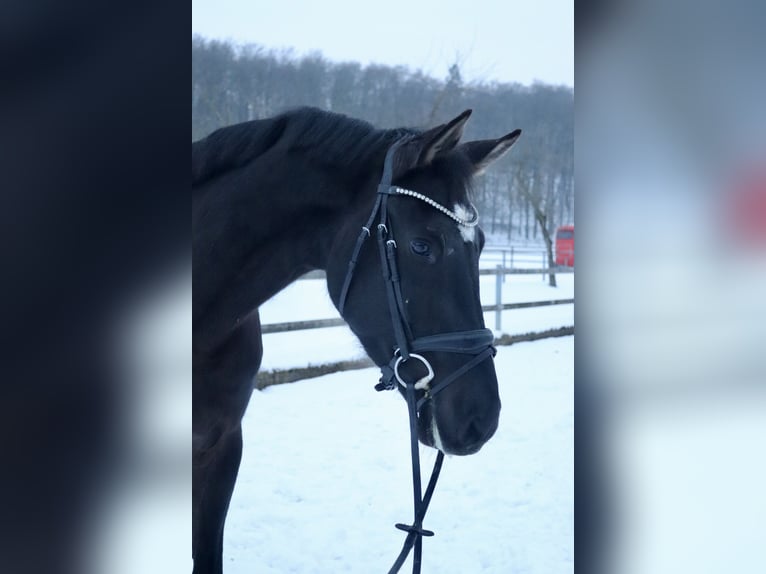 KWPN Klacz 4 lat 165 cm Kara in Osnabrück