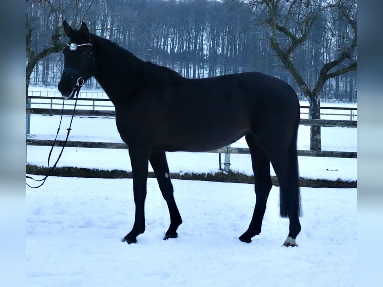 KWPN Klacz 4 lat 165 cm Kara in Osnabrück