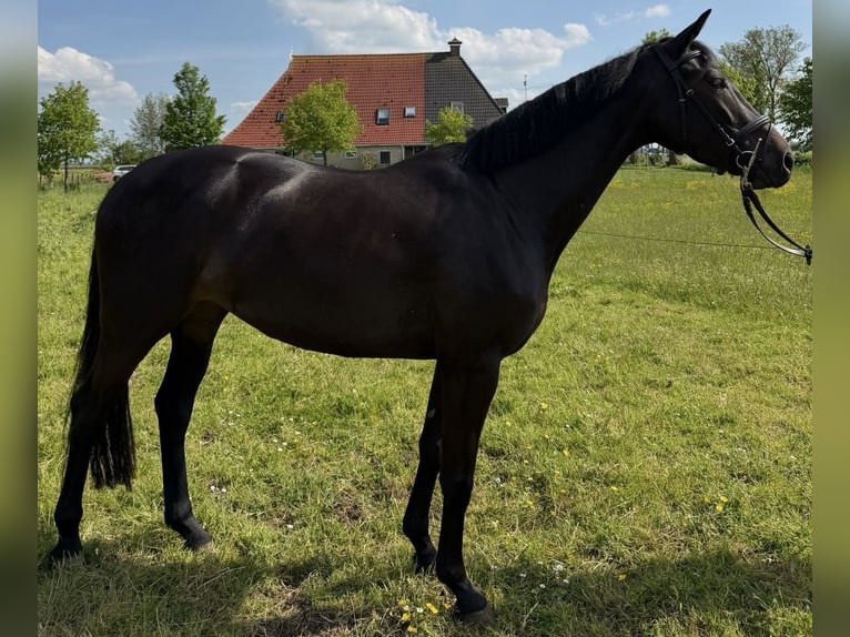 KWPN Klacz 4 lat 165 cm Kara in Boksum