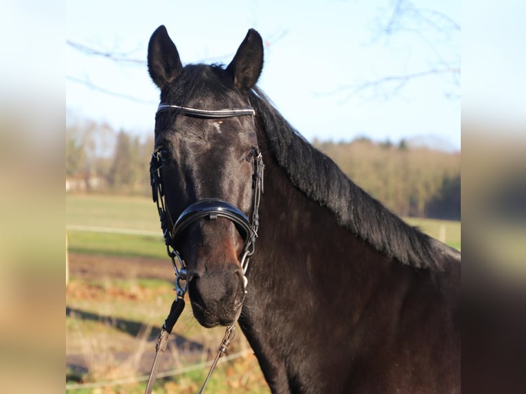 KWPN Klacz 4 lat 165 cm Kara in Wachtendonk