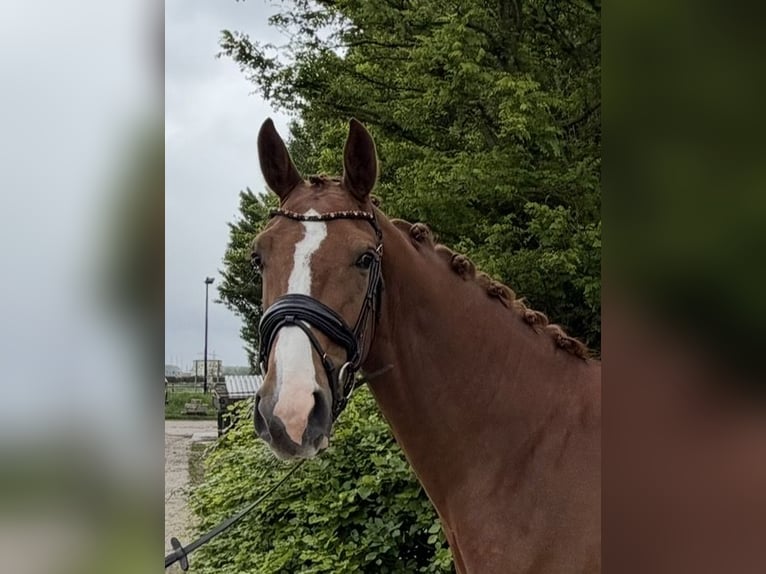 KWPN Klacz 4 lat 165 cm Kasztanowata in Geervliet