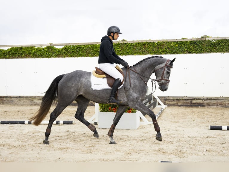 KWPN Klacz 4 lat 165 cm Siwa in Waddinxveen