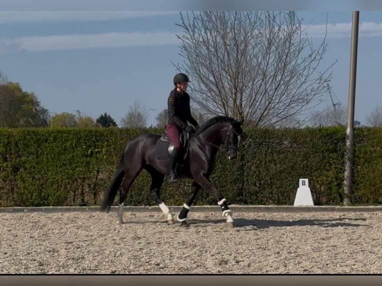 KWPN Klacz 4 lat 165 cm Skarogniada in Den Hoorn