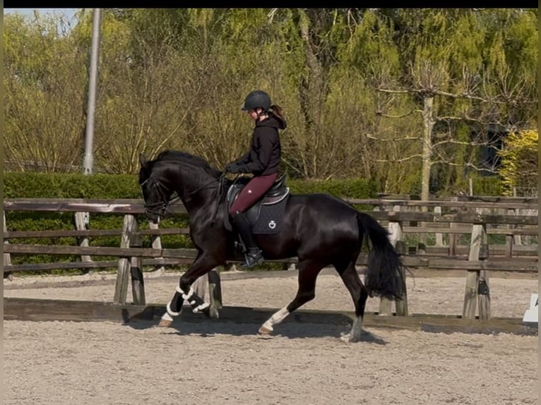 KWPN Klacz 4 lat 165 cm Skarogniada in Den Hoorn