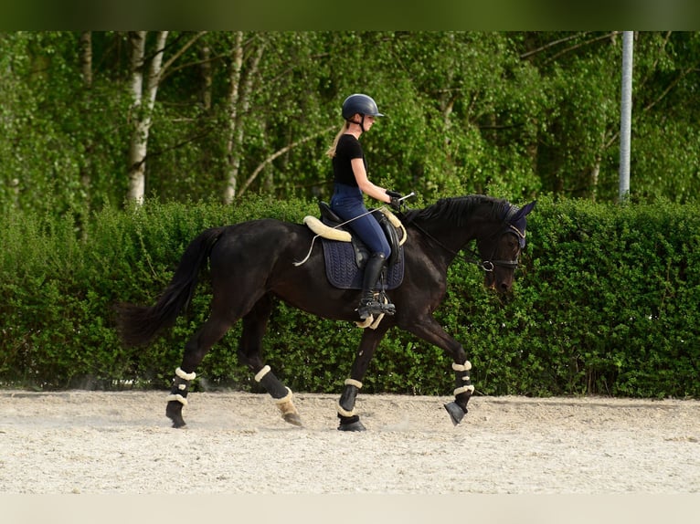 KWPN Klacz 4 lat 166 cm Kara in Kicin