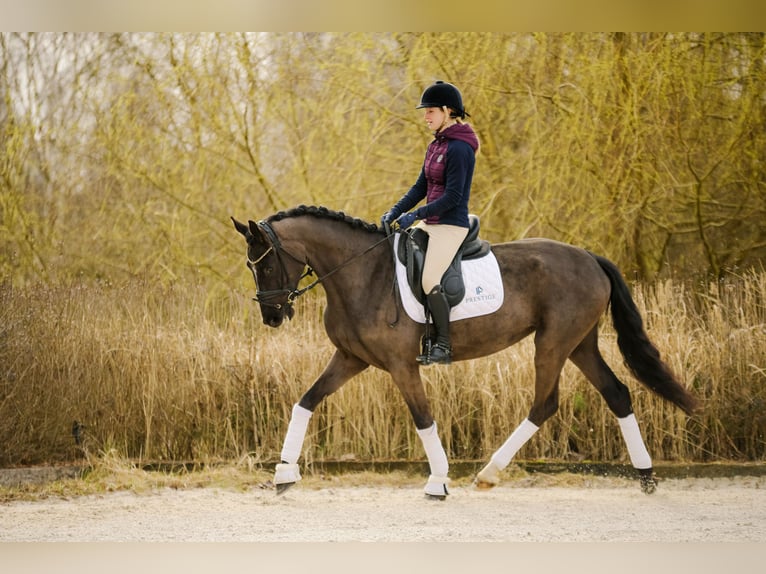 KWPN Klacz 4 lat 166 cm Kara in Kicin