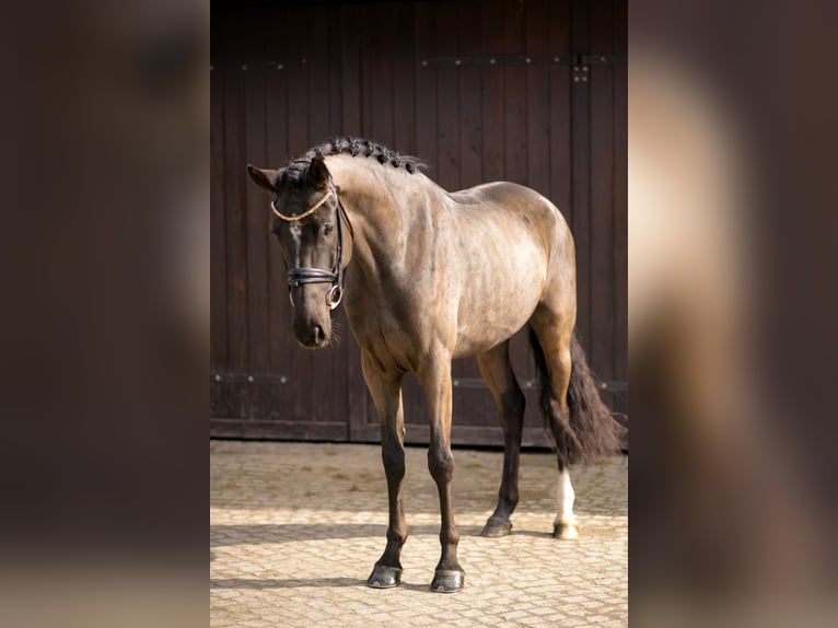 KWPN Klacz 4 lat 166 cm Kara in Kicin