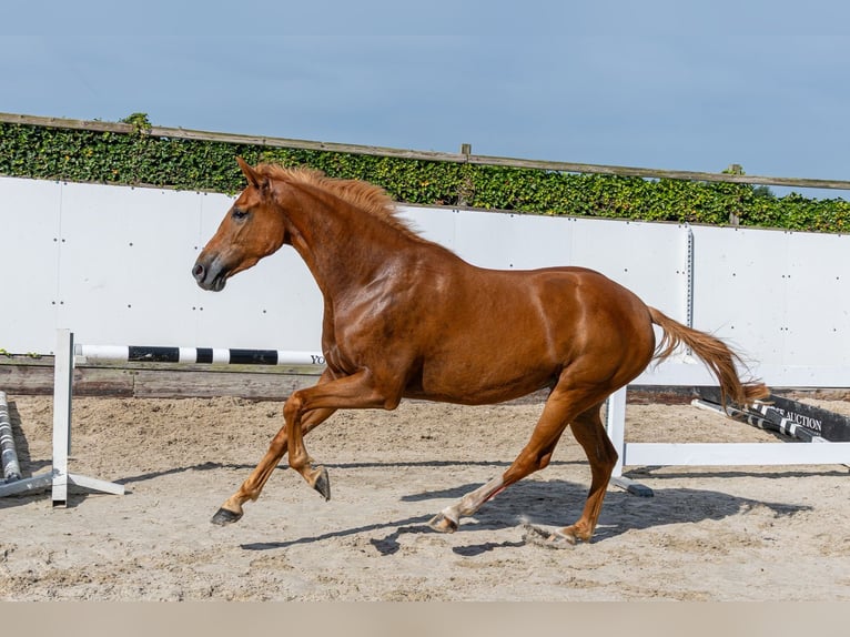 KWPN Klacz 4 lat 166 cm Kasztanowata in Waddinxveen