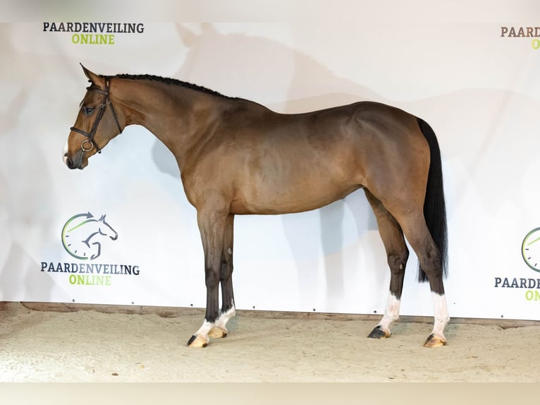 KWPN Klacz 4 lat 167 cm Gniada in Heerde