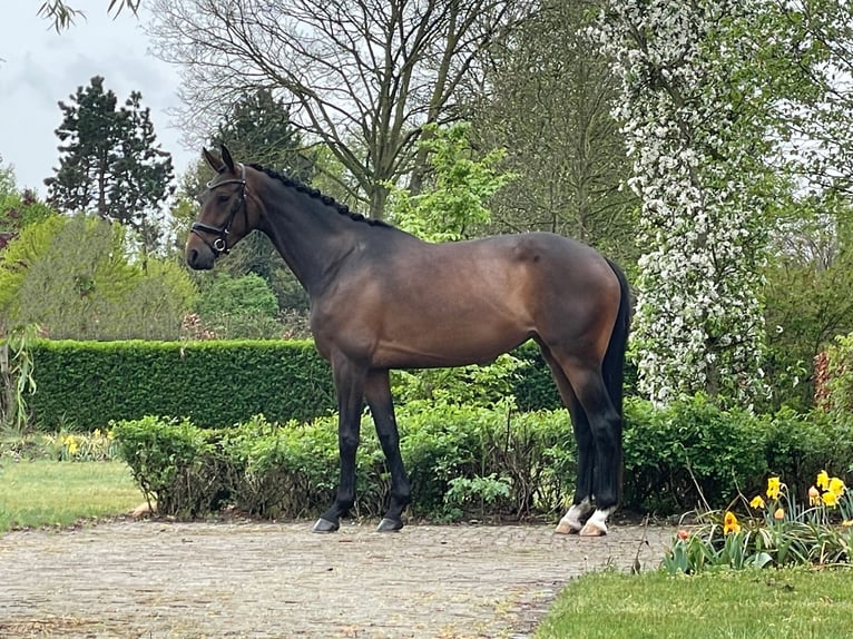 KWPN Klacz 4 lat 167 cm Gniada in Ommel