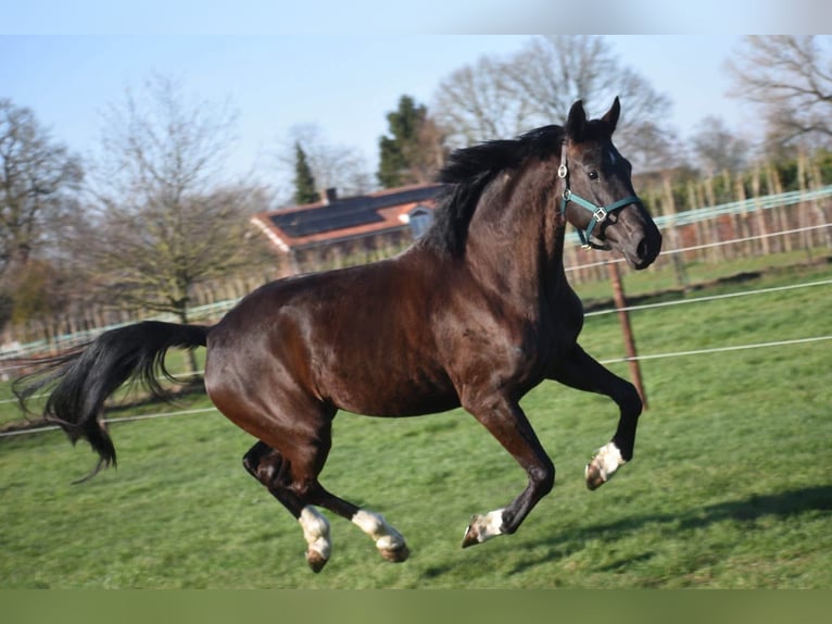 KWPN Klacz 4 lat 167 cm Kara in Achtmaal