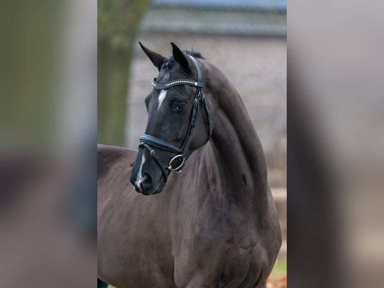 KWPN Klacz 4 lat 167 cm Kara in Hoogeloon