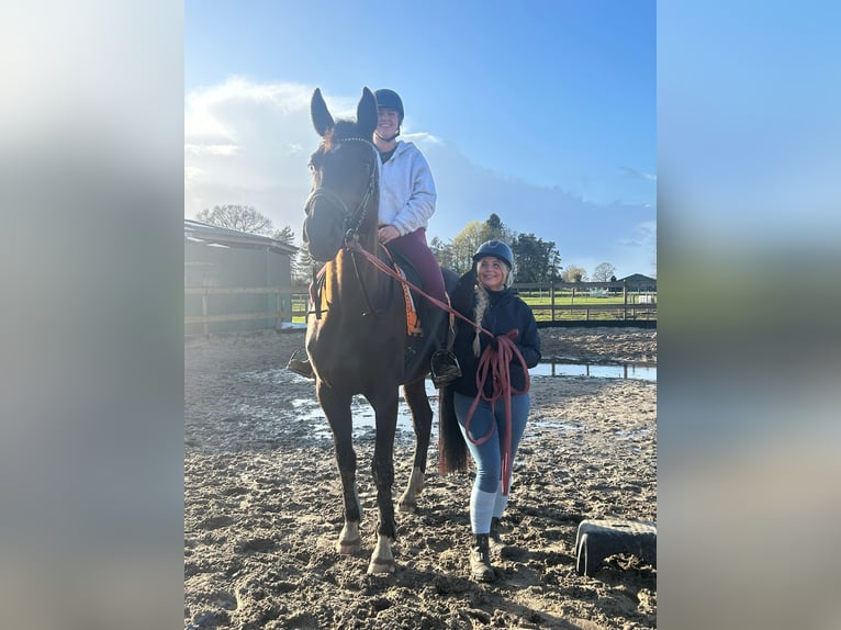 KWPN Klacz 4 lat 167 cm Kara in Achtmaal