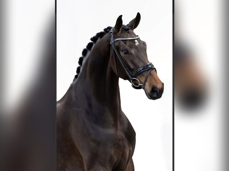 KWPN Klacz 4 lat 168 cm Ciemnogniada in Geesteren