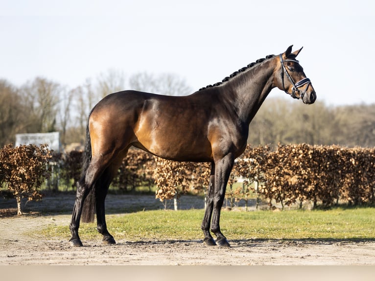 KWPN Klacz 4 lat 168 cm Ciemnogniada in Vledderveen
