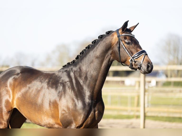 KWPN Klacz 4 lat 168 cm Ciemnogniada in Vledderveen