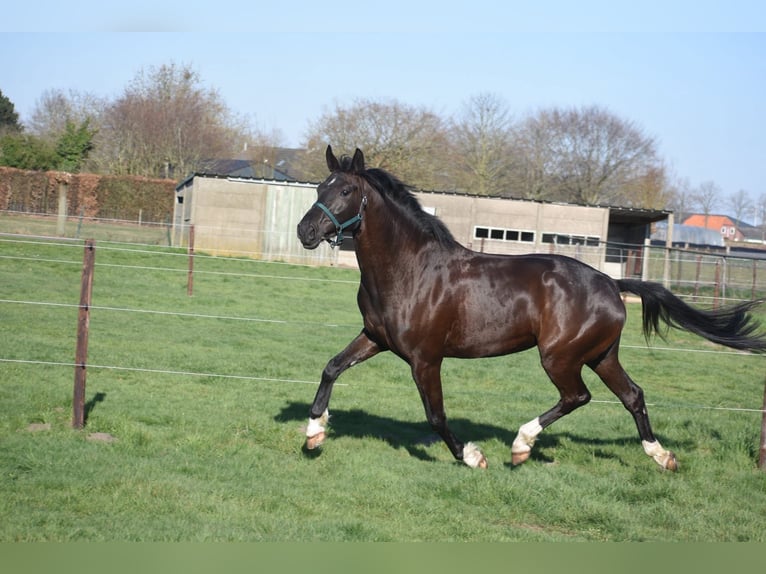 KWPN Klacz 4 lat 168 cm Kara in Achtmaal