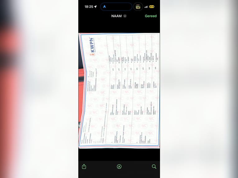 KWPN Klacz 4 lat 168 cm Siwa in Ansen