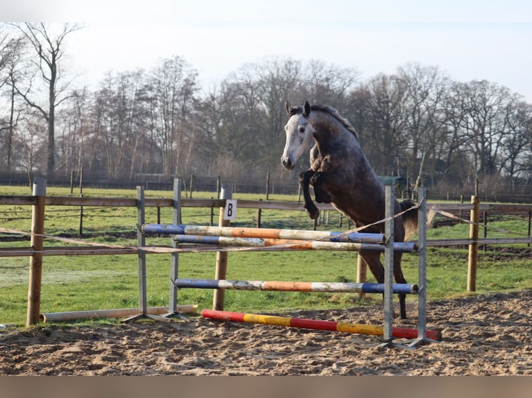 KWPN Klacz 4 lat 168 cm Siwa in Ansen