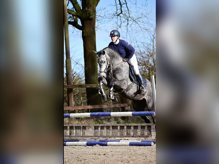 KWPN Klacz 4 lat 168 cm Stalowosiwy in Asten