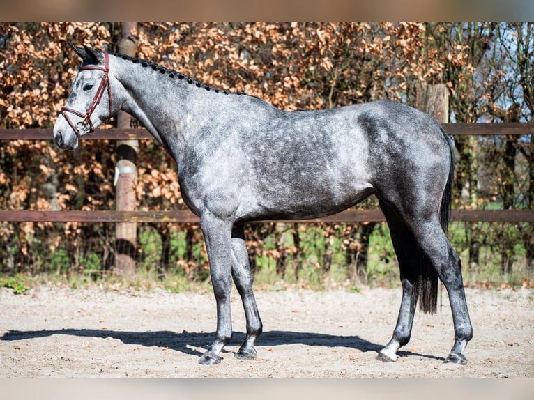 KWPN Klacz 4 lat 168 cm Stalowosiwy in Asten