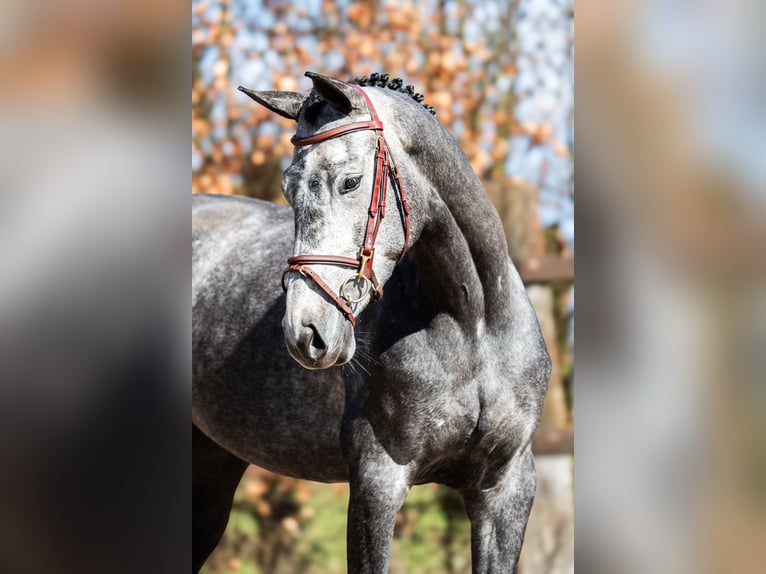 KWPN Klacz 4 lat 168 cm Stalowosiwy in Asten