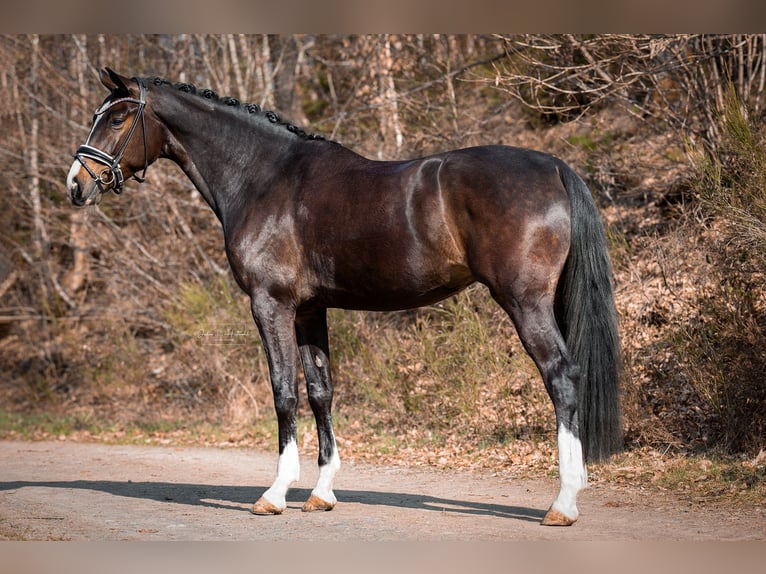 KWPN Klacz 4 lat 169 cm Ciemnogniada in Siegen