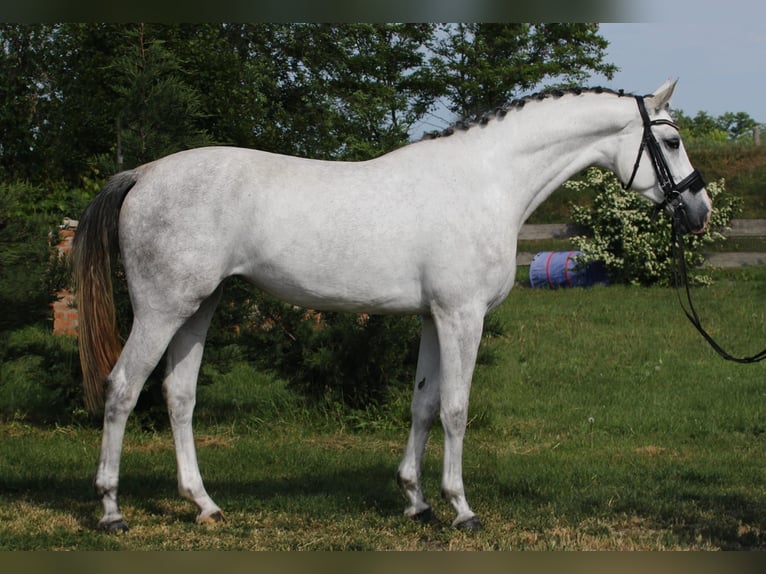 KWPN Klacz 4 lat 170 cm Biała in Békésszentandrás