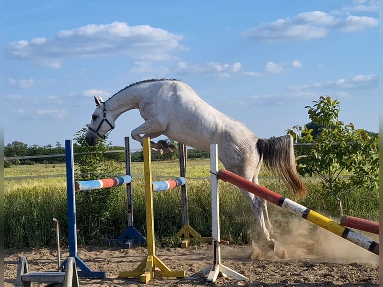 KWPN Klacz 4 lat 170 cm Biała in Békésszentandrás