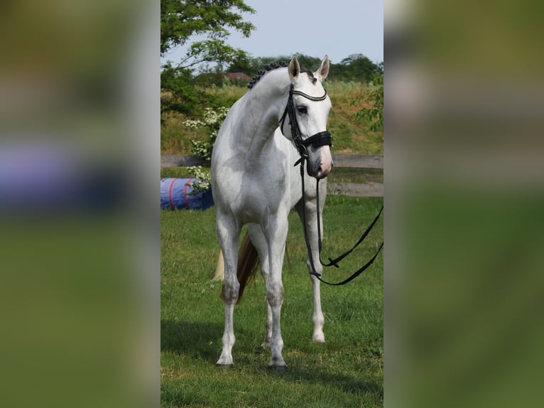 KWPN Klacz 4 lat 170 cm Biała in Békésszentandrás