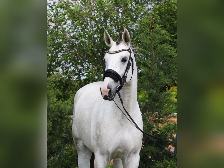 KWPN Klacz 4 lat 170 cm Biała in Békésszentandrás