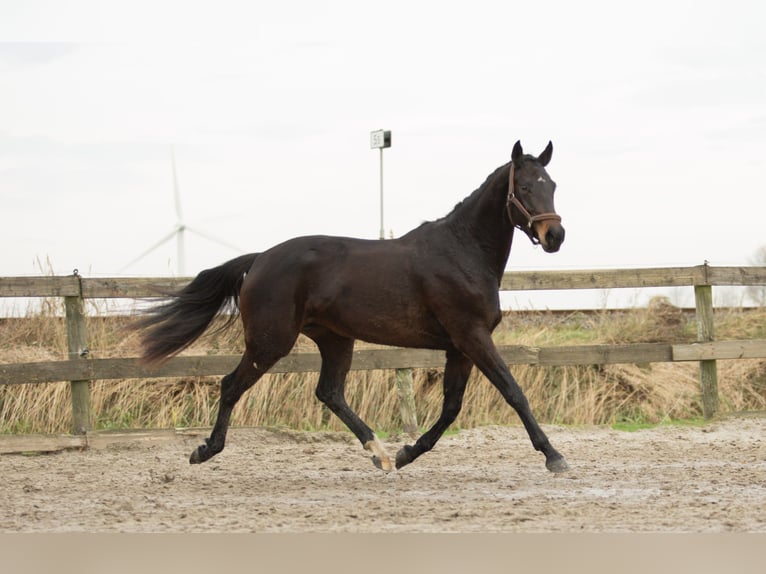 KWPN Klacz 4 lat 170 cm Gniada in Harlingen