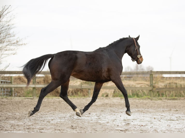 KWPN Klacz 4 lat 170 cm Gniada in Harlingen